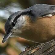 Eurasian Nuthatch