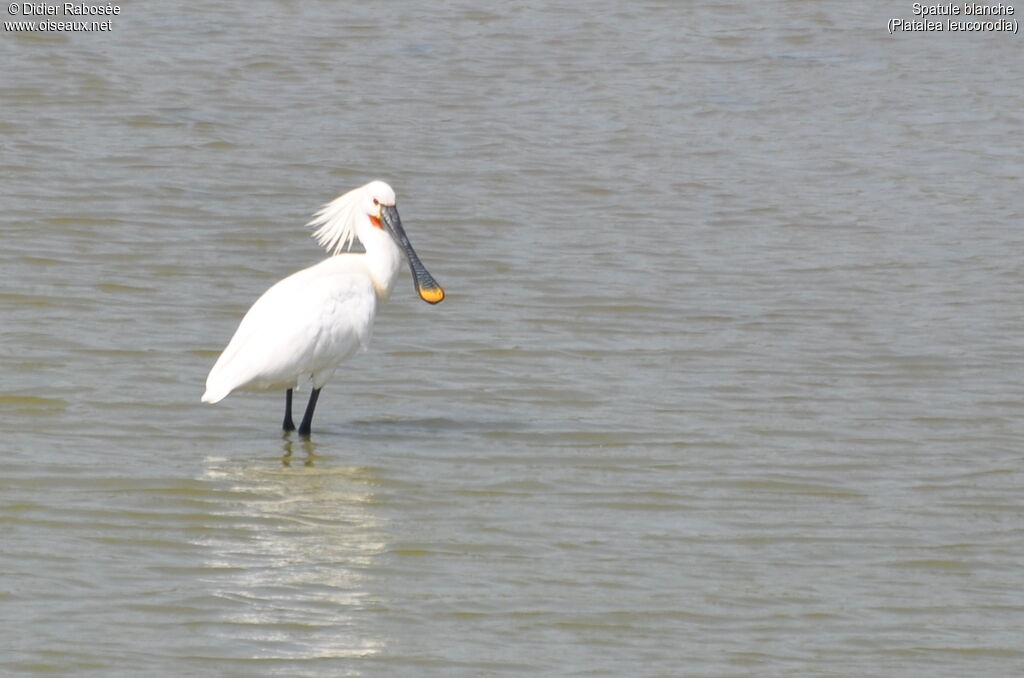 Eurasian Spoonbilladult breeding