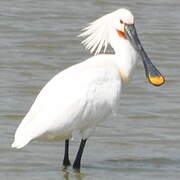 Eurasian Spoonbill