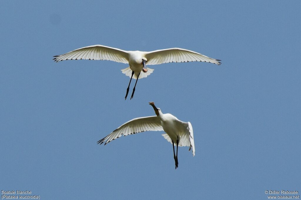 Eurasian Spoonbilladult breeding, Flight