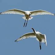 Eurasian Spoonbill