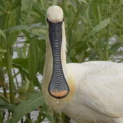 Eurasian Spoonbill