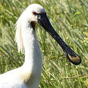 Eurasian Spoonbill