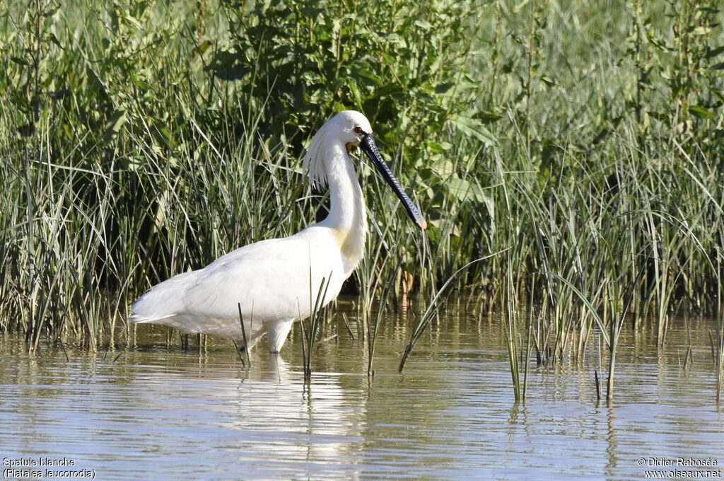 Eurasian Spoonbilladult breeding