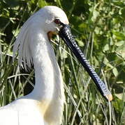 Eurasian Spoonbill