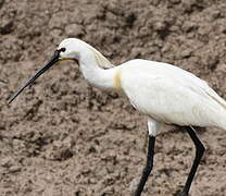 Eurasian Spoonbill