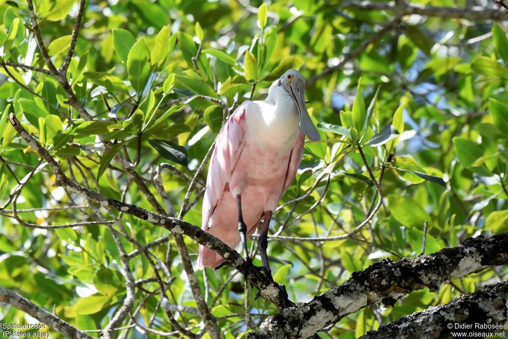 Roseate Spoonbill