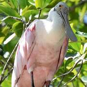 Roseate Spoonbill