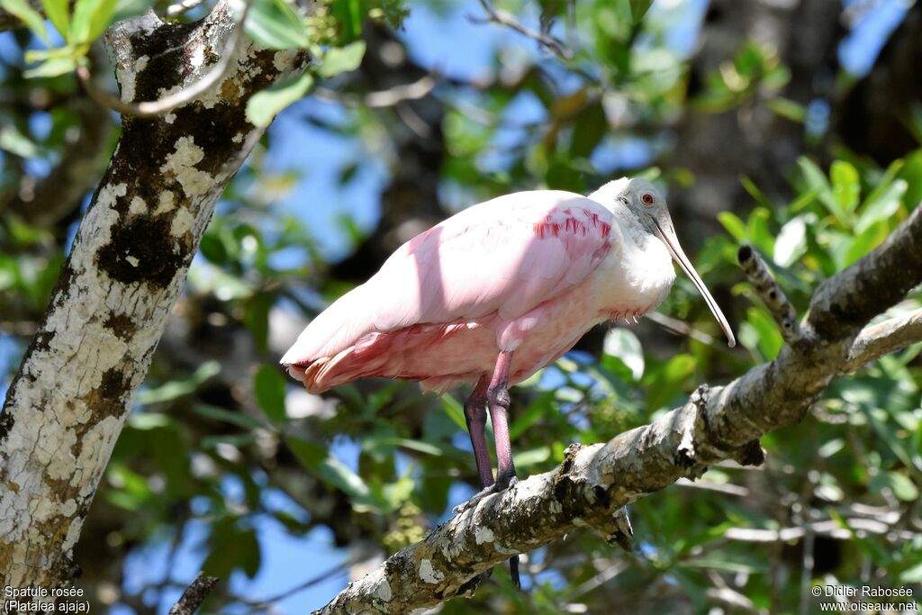 Roseate Spoonbill