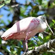 Roseate Spoonbill