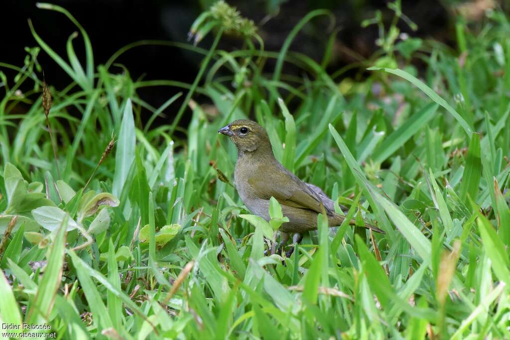 Yellow-faced Grassquit female, habitat, pigmentation, fishing/hunting