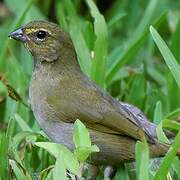 Yellow-faced Grassquit