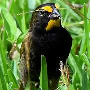 Yellow-faced Grassquit