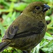 Variable Seedeater