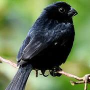 Variable Seedeater