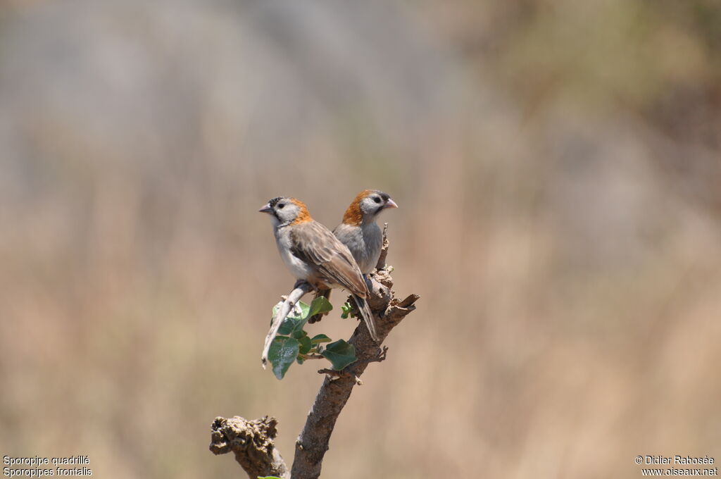 Speckle-fronted Weaver 