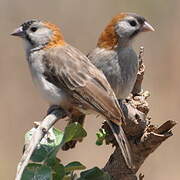 Speckle-fronted Weaver