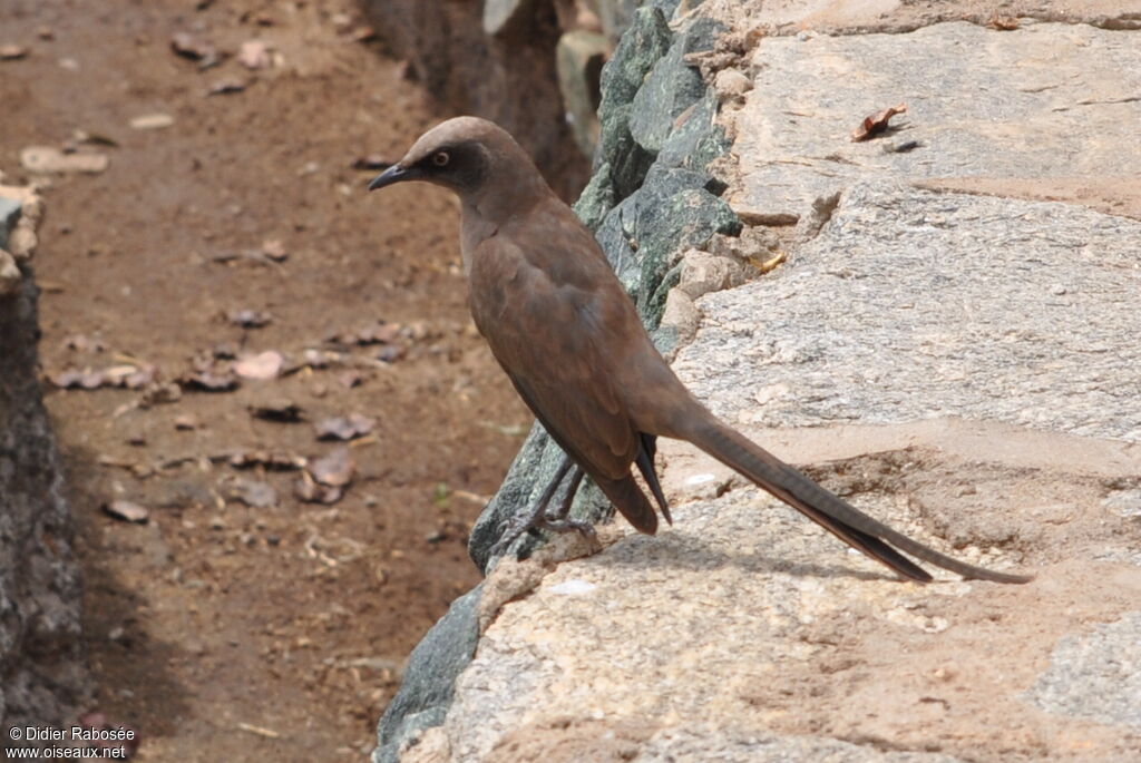 Ashy Starling