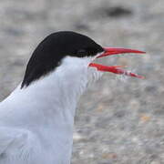 Arctic Tern