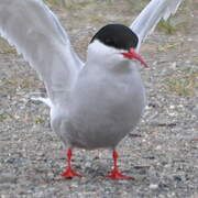 Arctic Tern