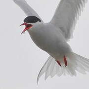 Arctic Tern