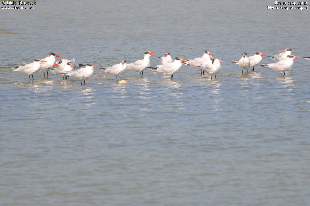 Caspian Tern