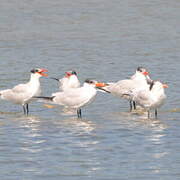 Caspian Tern