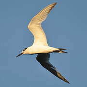 Sandwich Tern