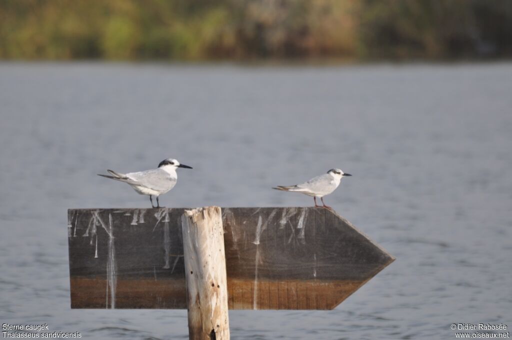 Sandwich Tern