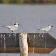 Sandwich Tern