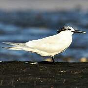 Sandwich Tern