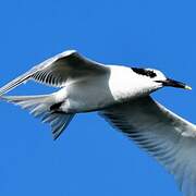 Sandwich Tern