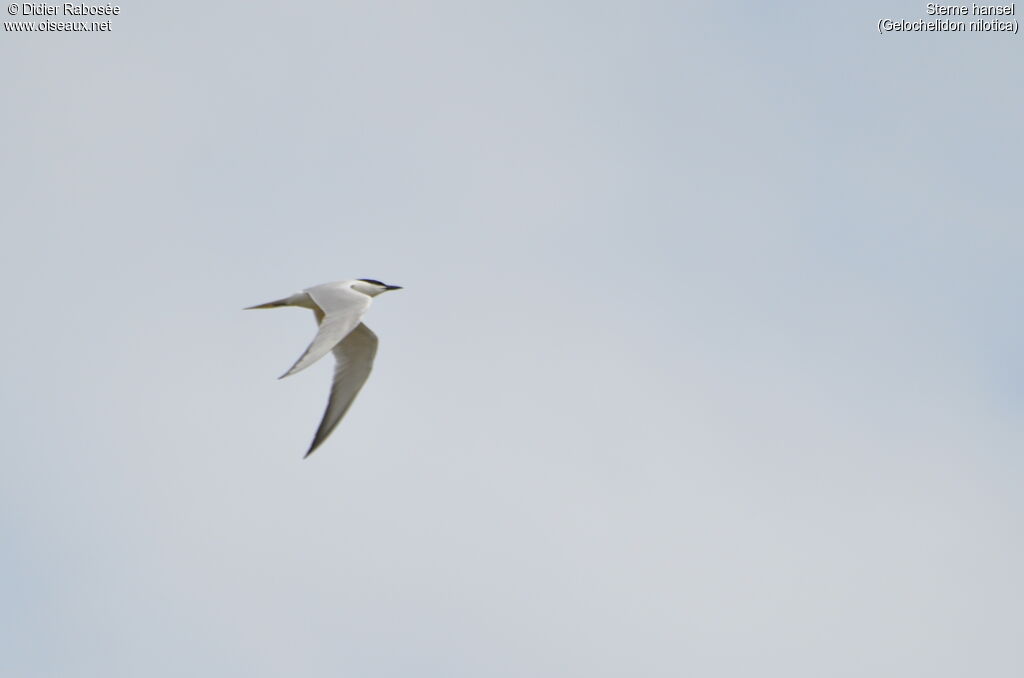 Gull-billed Tern, Flight