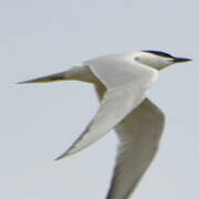 Gull-billed Tern