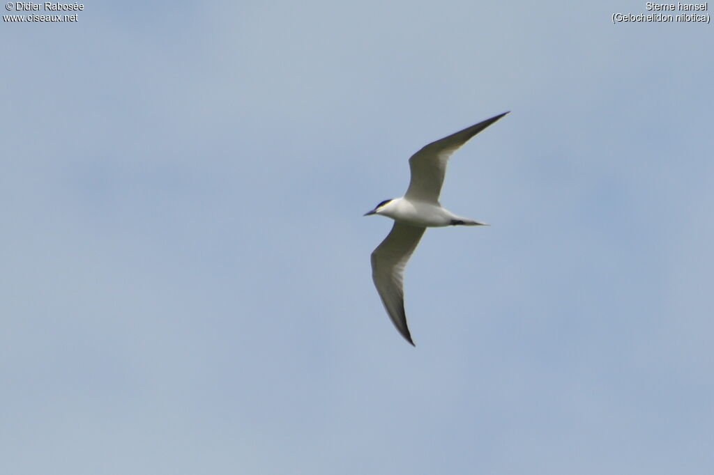 Gull-billed Tern, Flight