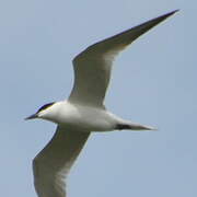 Gull-billed Tern