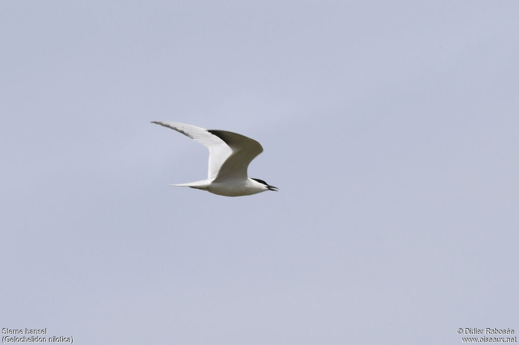 Gull-billed Ternadult