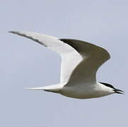 Gull-billed Tern