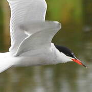 Common Tern