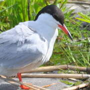 Common Tern