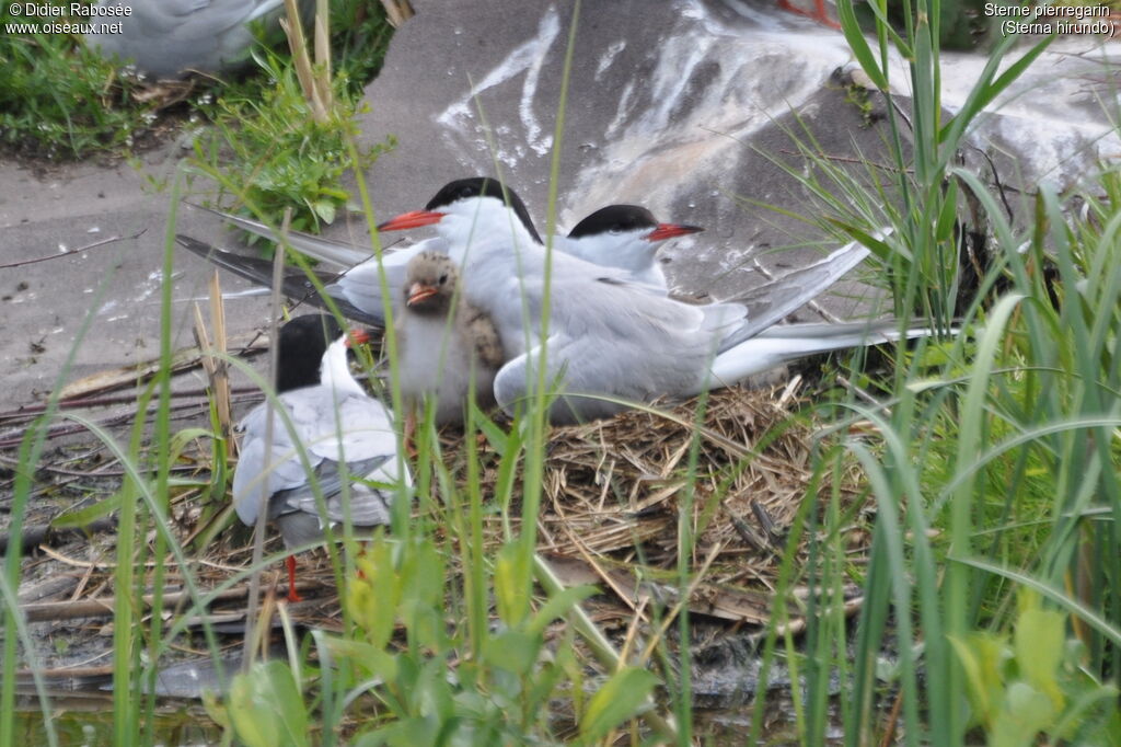 Common Ternadult breeding, Reproduction-nesting