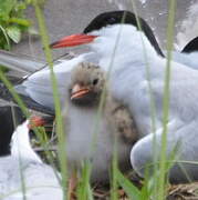 Common Tern