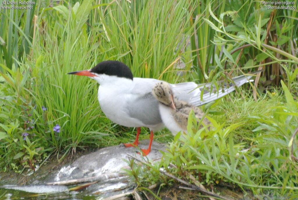 Common Ternadult breeding, Reproduction-nesting