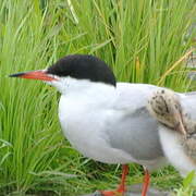 Common Tern