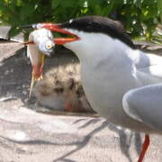 Common Tern