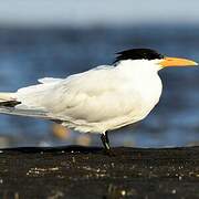 Royal Tern