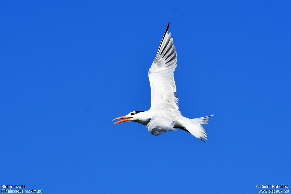 Royal Ternadult post breeding, Flight