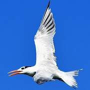 Royal Tern