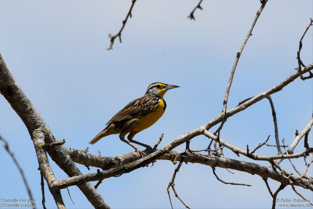 Eastern Meadowlarkadult