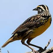 Eastern Meadowlark